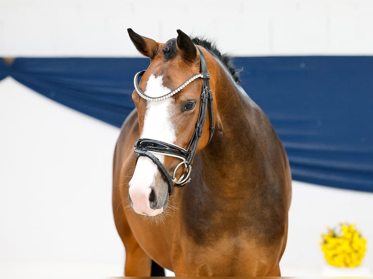 German Riding Pony Mare 3 years 14,1 hh Brown in Marsberg