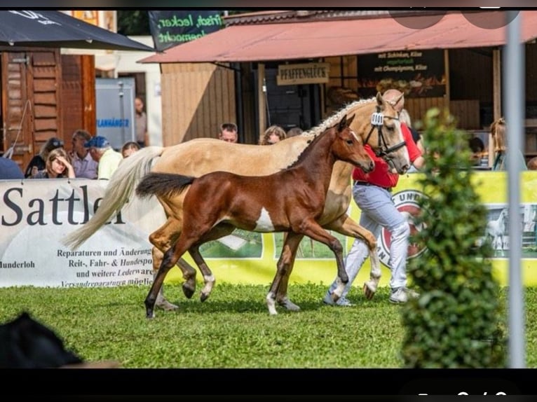 German Riding Pony Mare 3 years 14,1 hh Brown in Frankenberg (Eder)