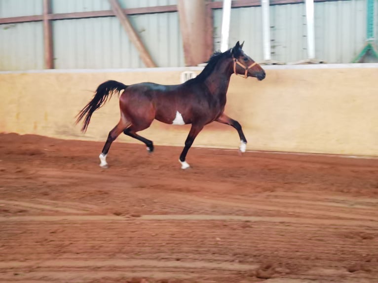 German Riding Pony Mare 3 years 14,1 hh Brown in Frankenberg (Eder)