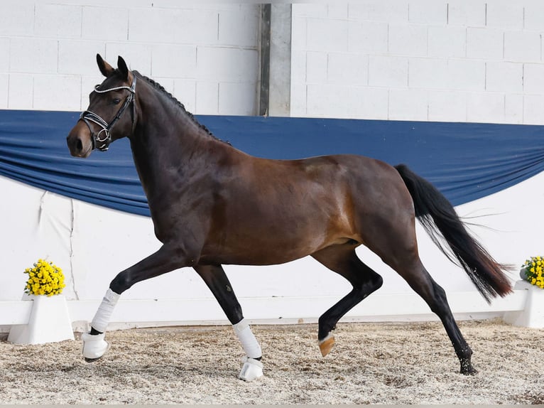 German Riding Pony Mare 3 years 14,1 hh Brown in Marsberg