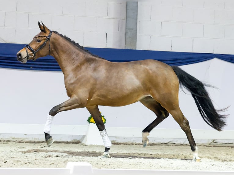 German Riding Pony Mare 3 years 14,1 hh Brown in Marsberg