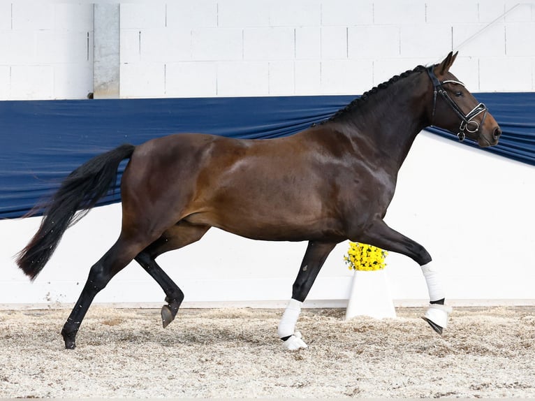 German Riding Pony Mare 3 years 14,1 hh Brown in Marsberg