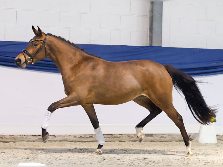 German Riding Pony Mare 3 years 14,1 hh Brown in Marsberg