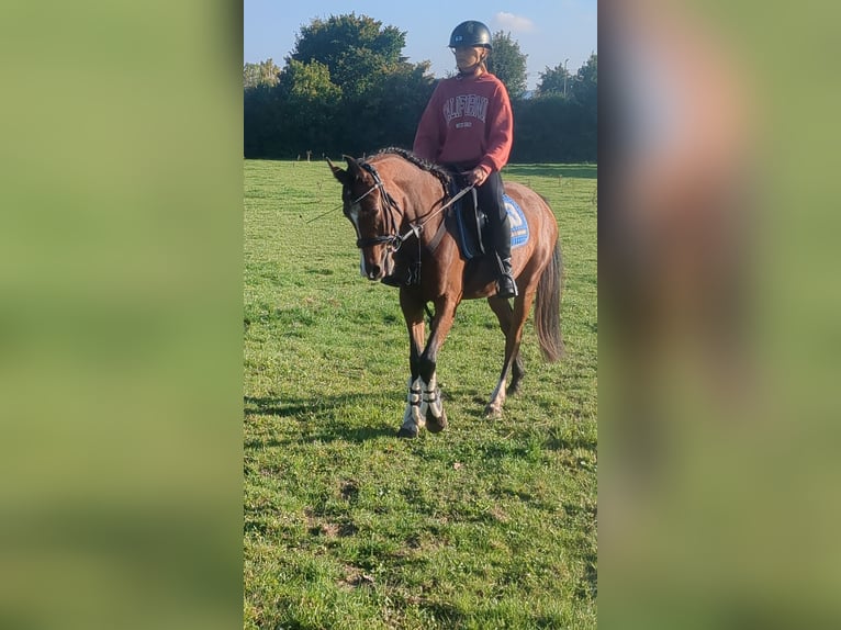 German Riding Pony Mix Mare 3 years 14,1 hh Brown in Kirchworbis German Riding Pony Mix Mare 3 years 14,1 hh Brown in Kirchworbis