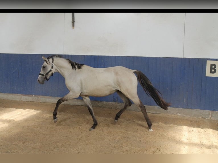 German Riding Pony Mare 3 years 14,1 hh Buckskin in Graben-Neudorf