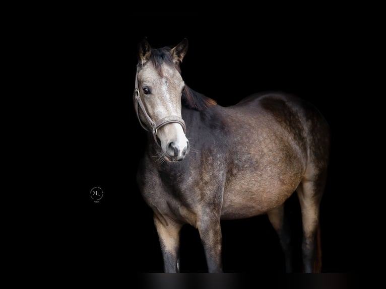 German Riding Pony Mare 3 years 14,1 hh Buckskin in Hünxe