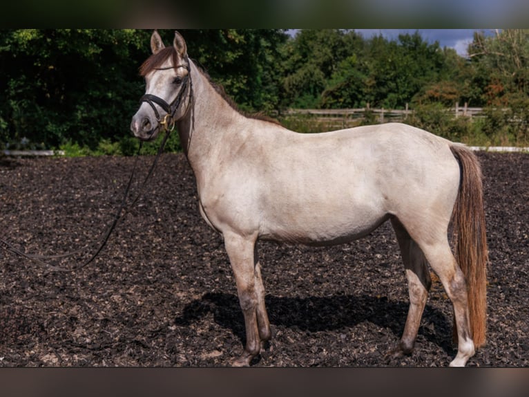 German Riding Pony Mare 3 years 14,1 hh Buckskin in Teltow