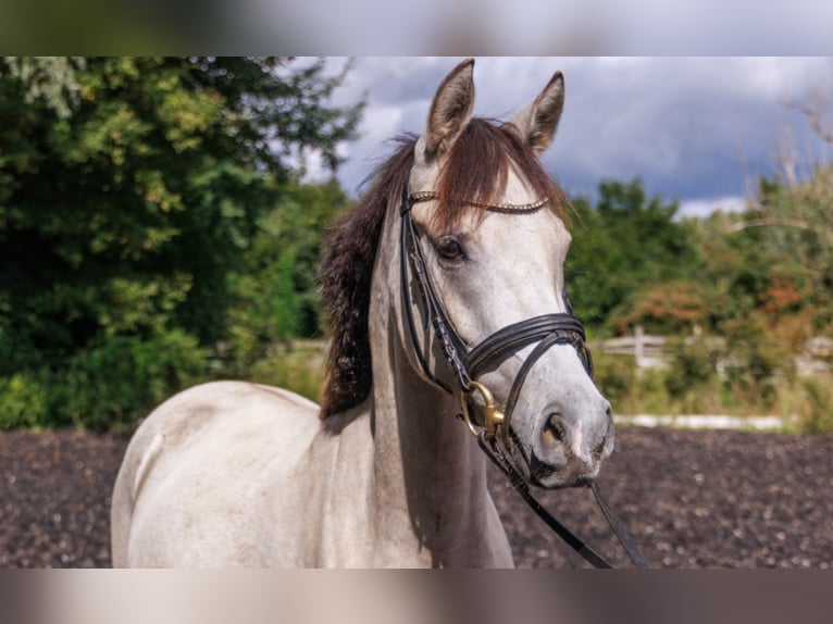 German Riding Pony Mare 3 years 14,1 hh Buckskin in Teltow