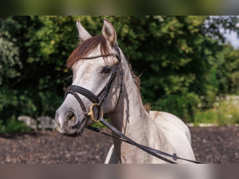 German Riding Pony Mare 3 years 14,1 hh Buckskin in Teltow