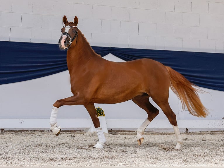 German Riding Pony Mare 3 years 14,1 hh Chestnut in Marsberg