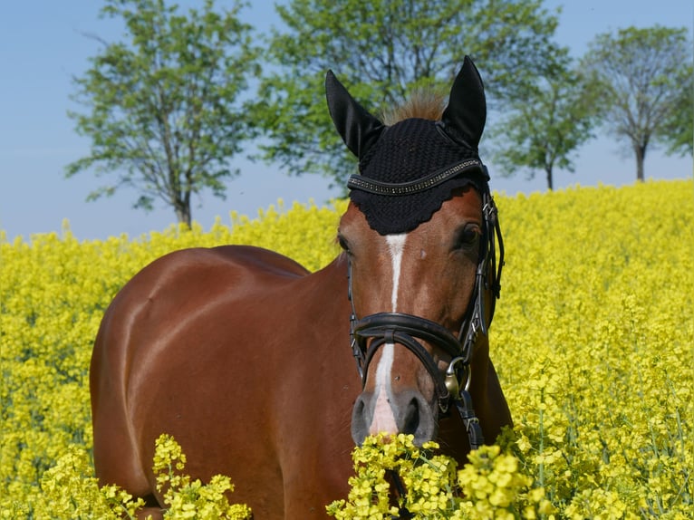 German Riding Pony Mare 3 years 14,1 hh Chestnut-Red in Hohenfichte