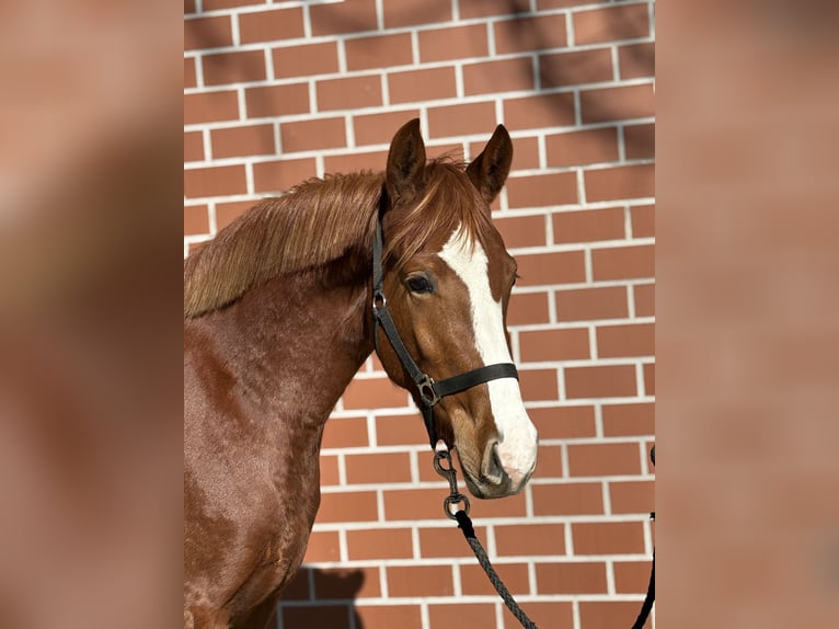 German Riding Pony Mare 3 years 14,1 hh Chestnut-Red in Barver