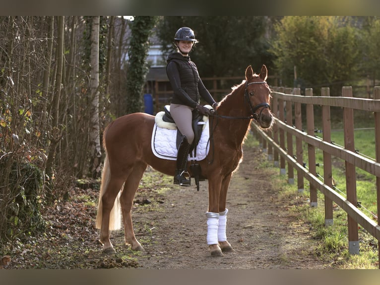 German Riding Pony Mare 3 years 14,1 hh Chestnut-Red in Lünen