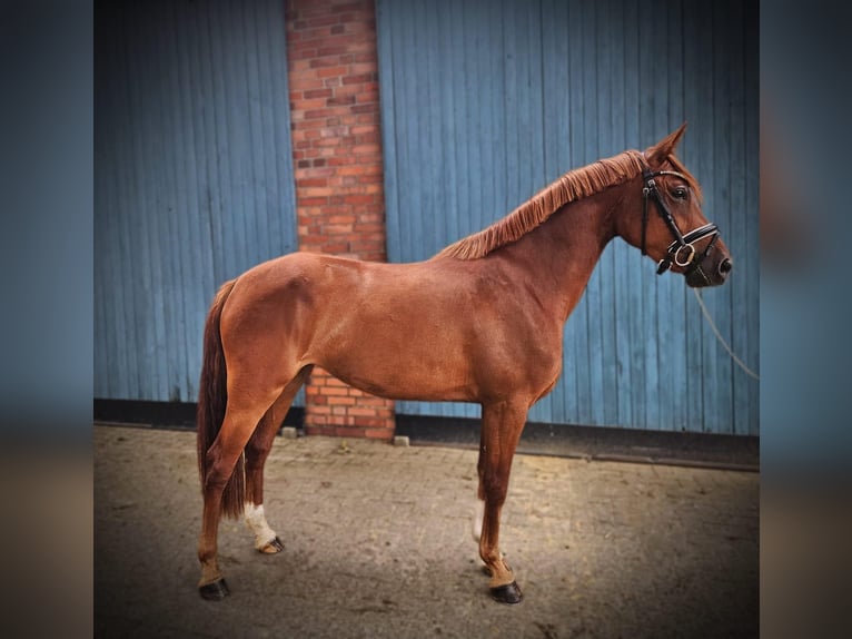 German Riding Pony Mare 3 years 14,1 hh Chestnut-Red in Emsdetten