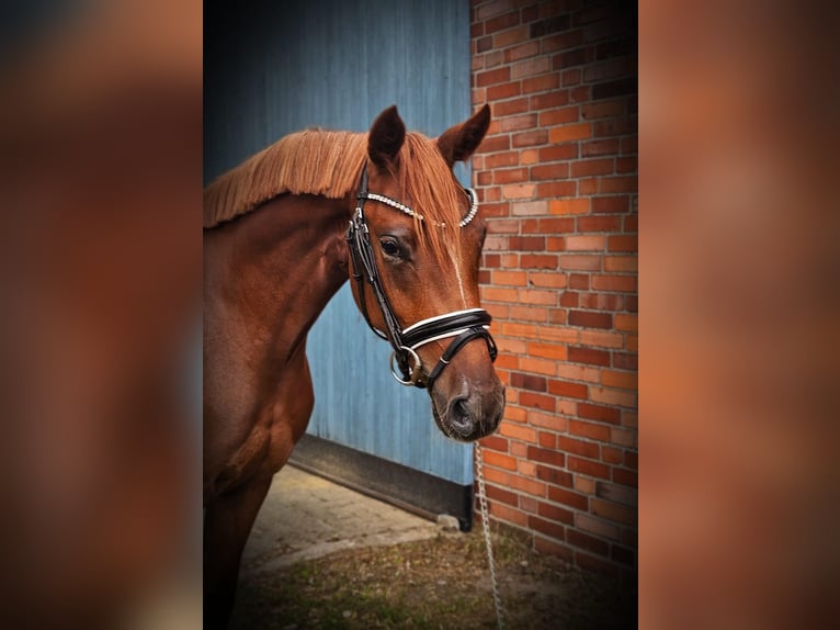 German Riding Pony Mare 3 years 14,1 hh Chestnut-Red in Emsdetten