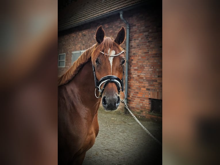 German Riding Pony Mare 3 years 14,1 hh Chestnut-Red in Emsdetten