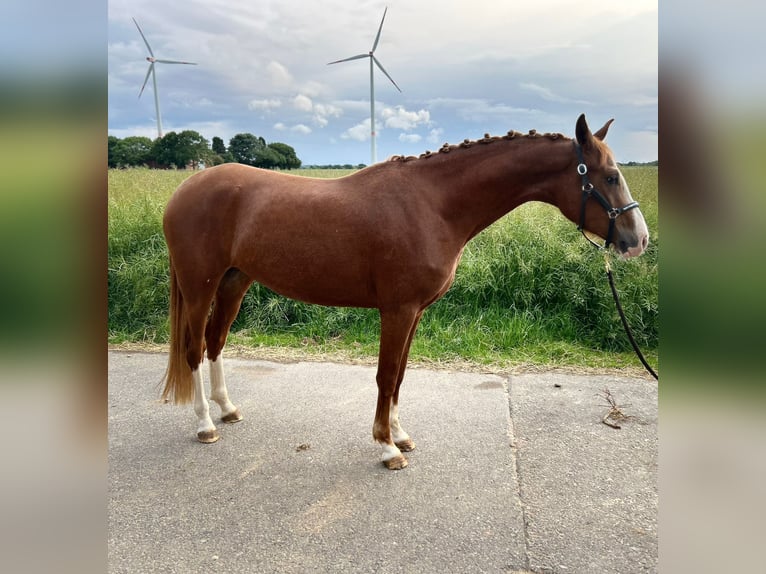 German Riding Pony Mare 3 years 14,1 hh Chestnut-Red in Geilenkirchen