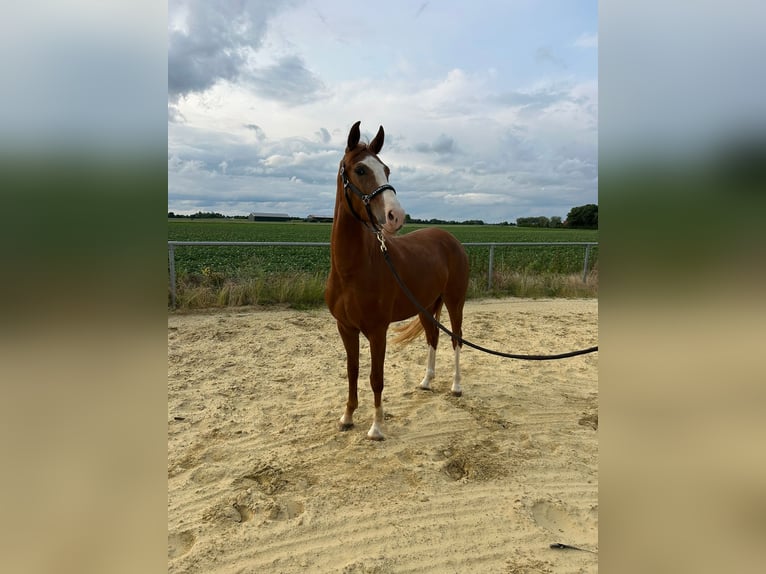 German Riding Pony Mare 3 years 14,1 hh Chestnut-Red in Geilenkirchen