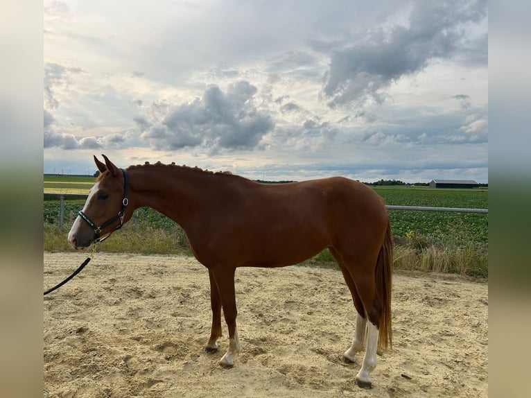 German Riding Pony Mare 3 years 14,1 hh Chestnut-Red in Geilenkirchen