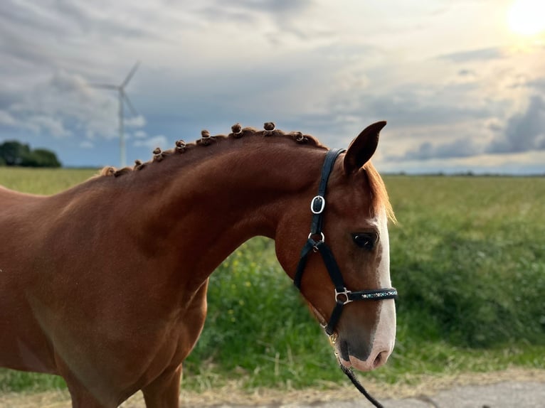 German Riding Pony Mare 3 years 14,1 hh Chestnut-Red in Geilenkirchen