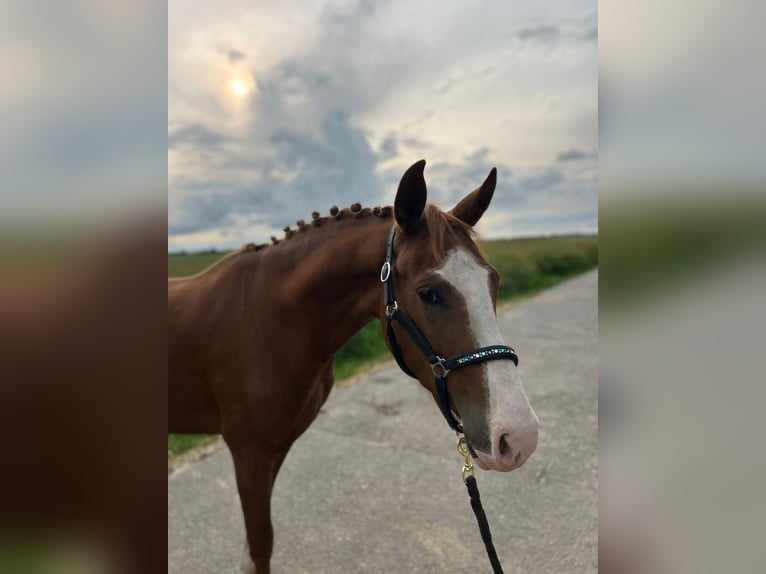 German Riding Pony Mare 3 years 14,1 hh Chestnut-Red in Geilenkirchen