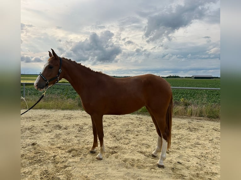 German Riding Pony Mare 3 years 14,1 hh Chestnut-Red in Geilenkirchen