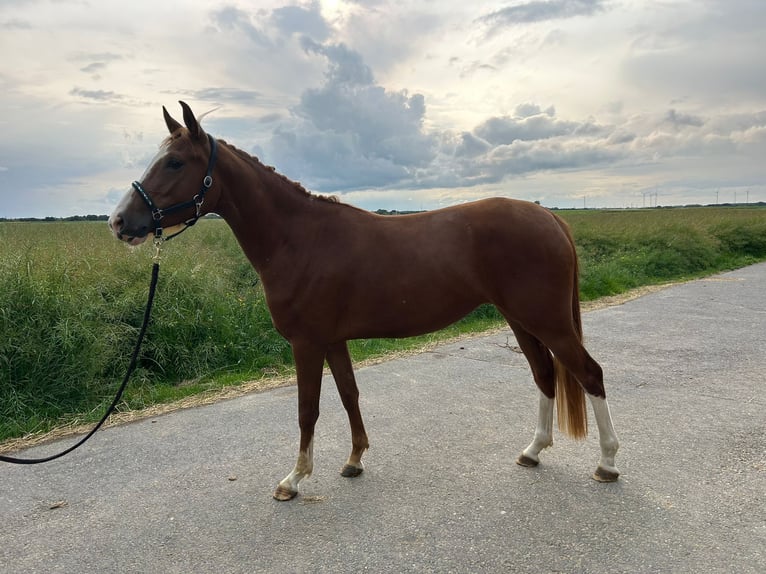 German Riding Pony Mare 3 years 14,1 hh Chestnut-Red in Geilenkirchen