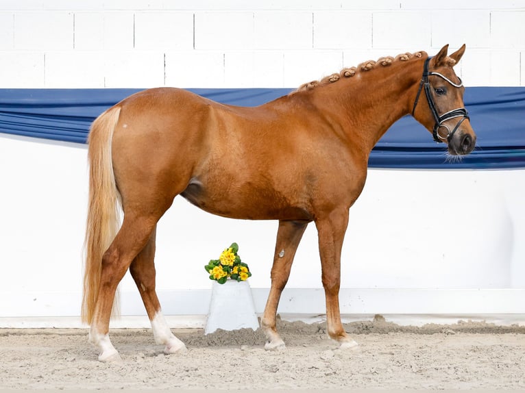 German Riding Pony Mare 3 years 14,1 hh Chestnut-Red in Marsberg