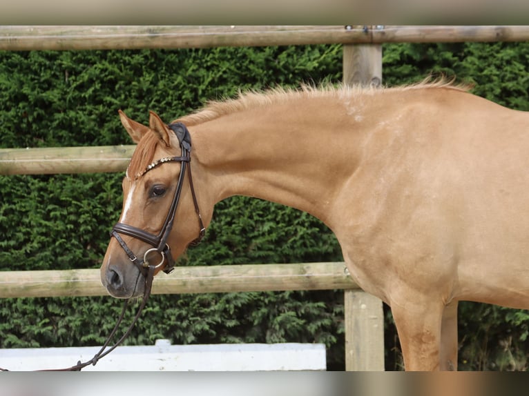 German Riding Pony Mare 3 years 14,1 hh Chestnut-Red in Nottuln