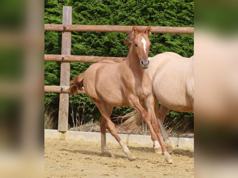 German Riding Pony Mare 3 years 14,1 hh Chestnut-Red in Nottuln
