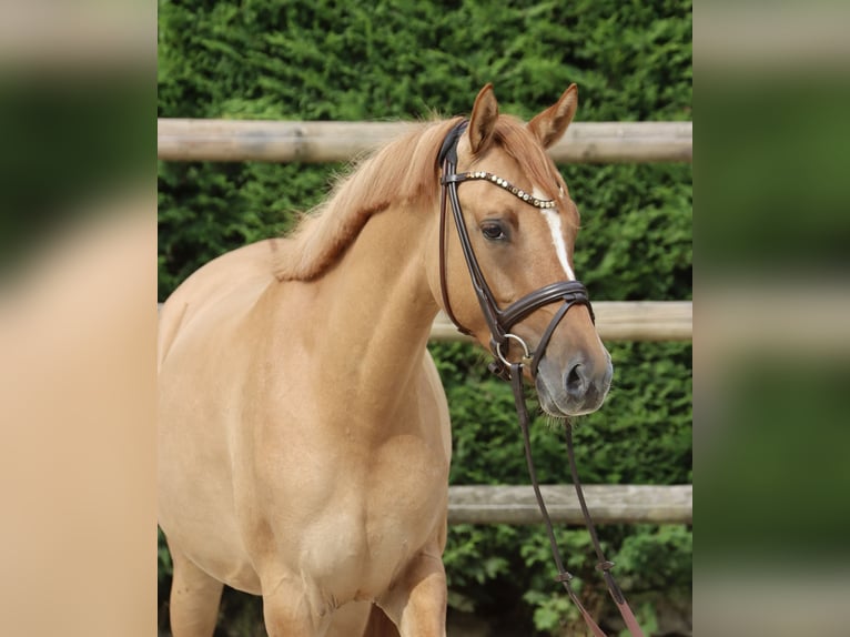 German Riding Pony Mare 3 years 14,1 hh Chestnut-Red in Nottuln