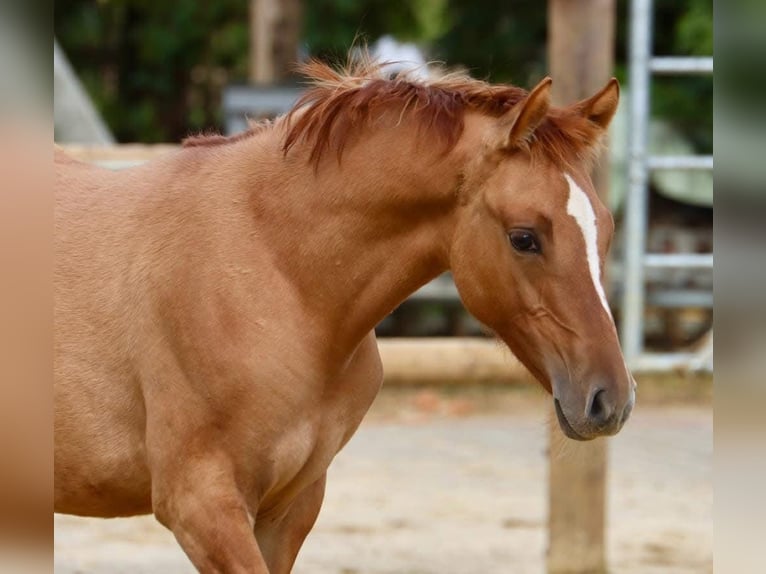 German Riding Pony Mare 3 years 14,1 hh Chestnut-Red in Nottuln