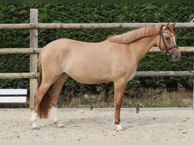German Riding Pony Mare 3 years 14,1 hh Chestnut-Red in Nottuln