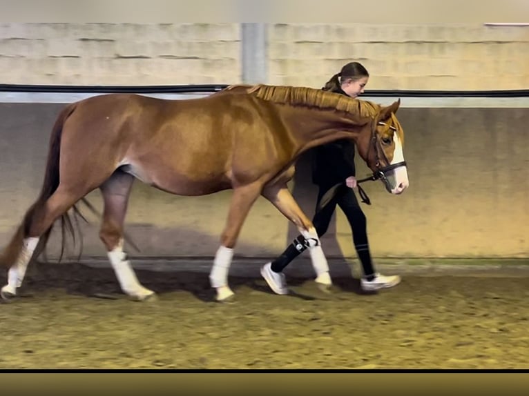 German Riding Pony Mare 3 years 14,1 hh Chestnut-Red in Harsewinkel