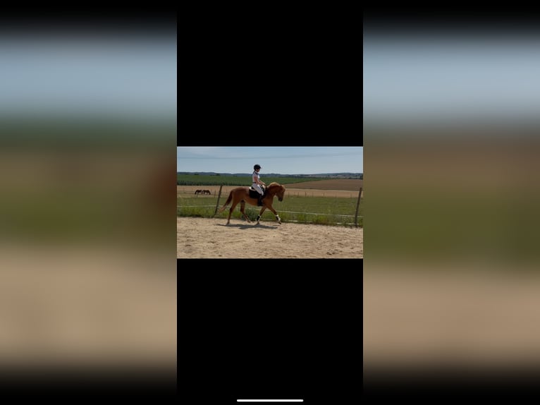 German Riding Pony Mix Mare 3 years 14,1 hh Chestnut-Red in Wallerstein