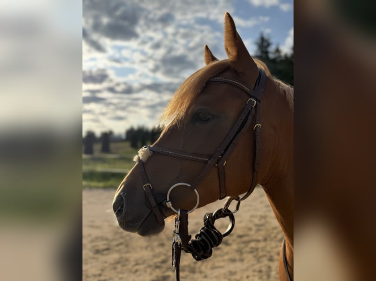 German Riding Pony Mix Mare 3 years 14,1 hh Chestnut-Red in Wallerstein