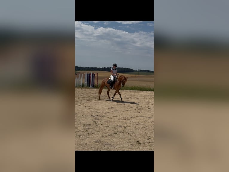 German Riding Pony Mix Mare 3 years 14,1 hh Chestnut-Red in Wallerstein