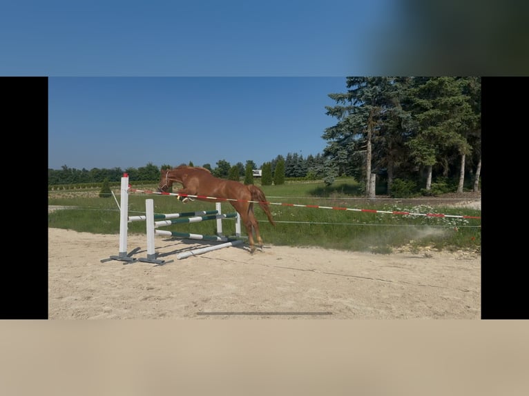 German Riding Pony Mix Mare 3 years 14,1 hh Chestnut-Red in Wallerstein