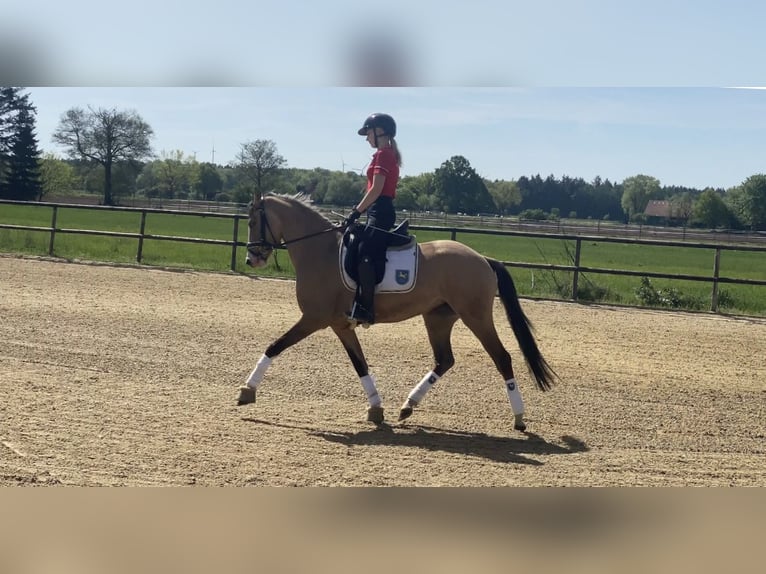 German Riding Pony Mare 3 years 14,1 hh Dun in Achim