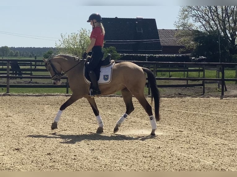 German Riding Pony Mare 3 years 14,1 hh Dun in Achim