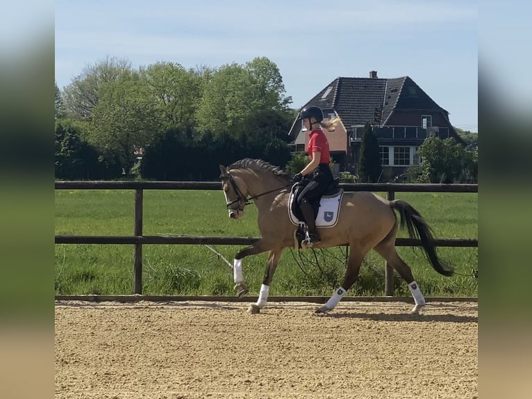 German Riding Pony Mare 3 years 14,1 hh Dun in Achim