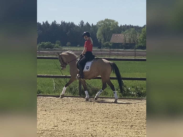 German Riding Pony Mare 3 years 14,1 hh Dun in Achim