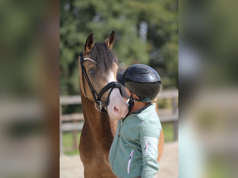 German Riding Pony Mare 3 years 14,1 hh Dun in Xanten