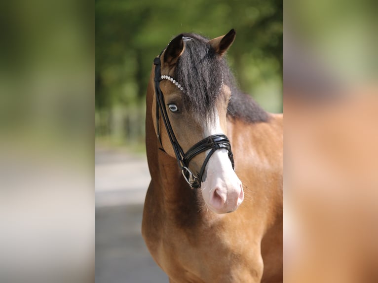 German Riding Pony Mare 3 years 14,1 hh Dun in Xanten