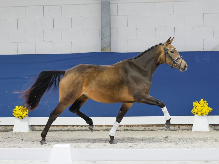 German Riding Pony Mare 3 years 14,1 hh Dun in Marsberg