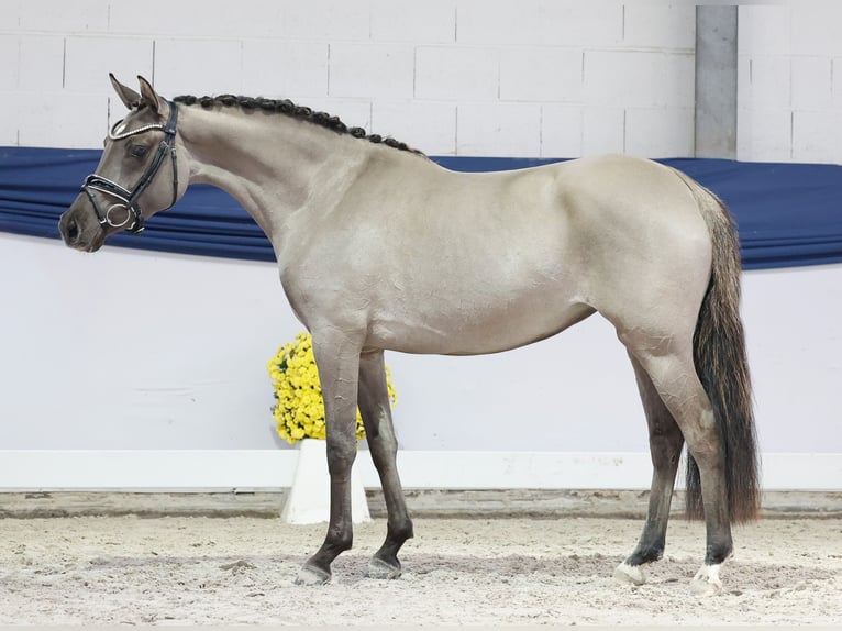 German Riding Pony Mare 3 years 14,1 hh Dun in Marsberg