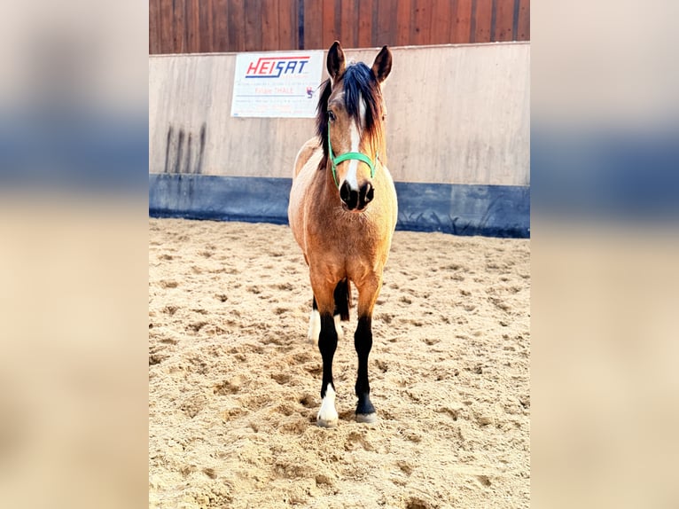 German Riding Pony Mare 3 years 14,1 hh Dun in Wegeleben