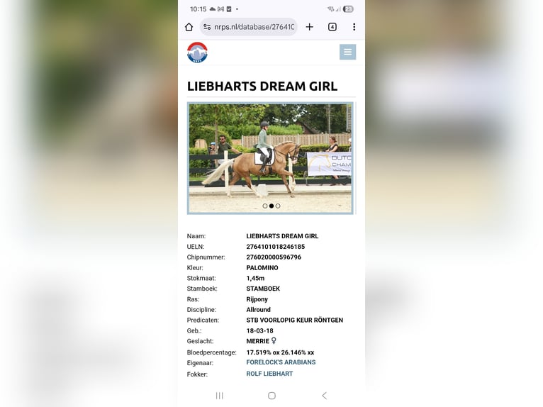 German Riding Pony Mare 3 years 14,1 hh Palomino in Nieuwkoop