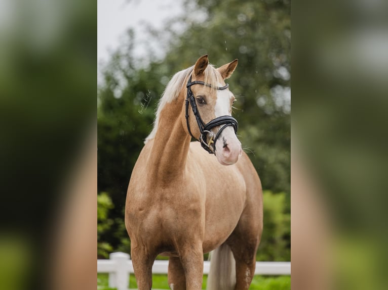German Riding Pony Mare 3 years 14,1 hh Palomino in Nieuwkoop