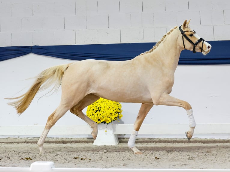 German Riding Pony Mare 3 years 14,1 hh Palomino in Marsberg